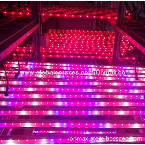 IP65 Waterproof 36W LED Grow Lights for Lettuce/Cabbage Indoor and Greenhouse Plants Growing